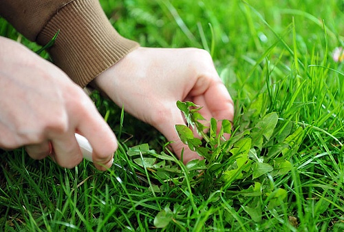 weeding a lawn